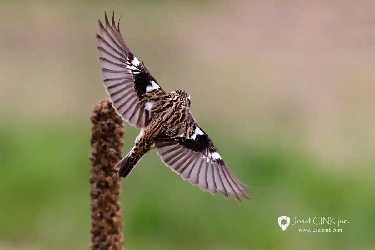 Bramborníček hnědý (Saxicola rubetra)