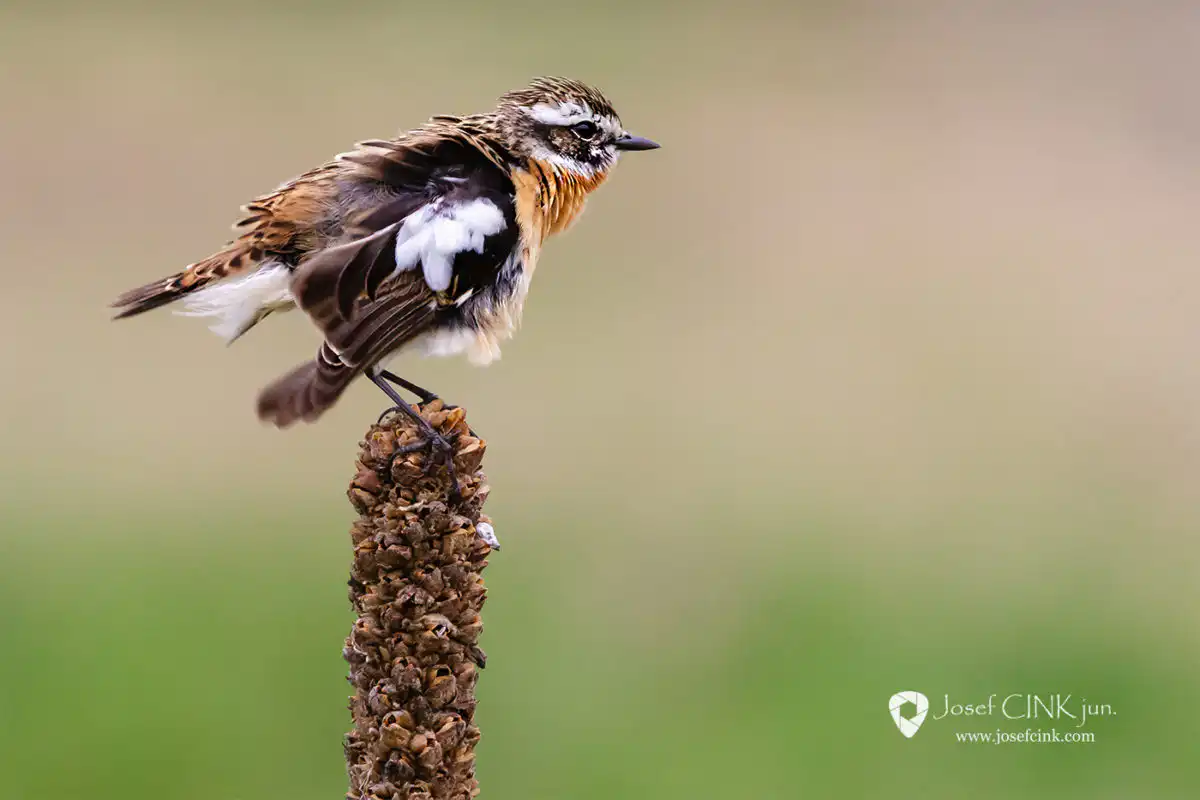 Bramborníček hnědý (Saxicola rubetra)