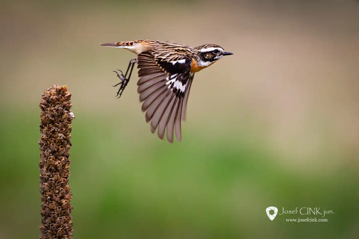 Bramborníček hnědý (Saxicola rubetra)
