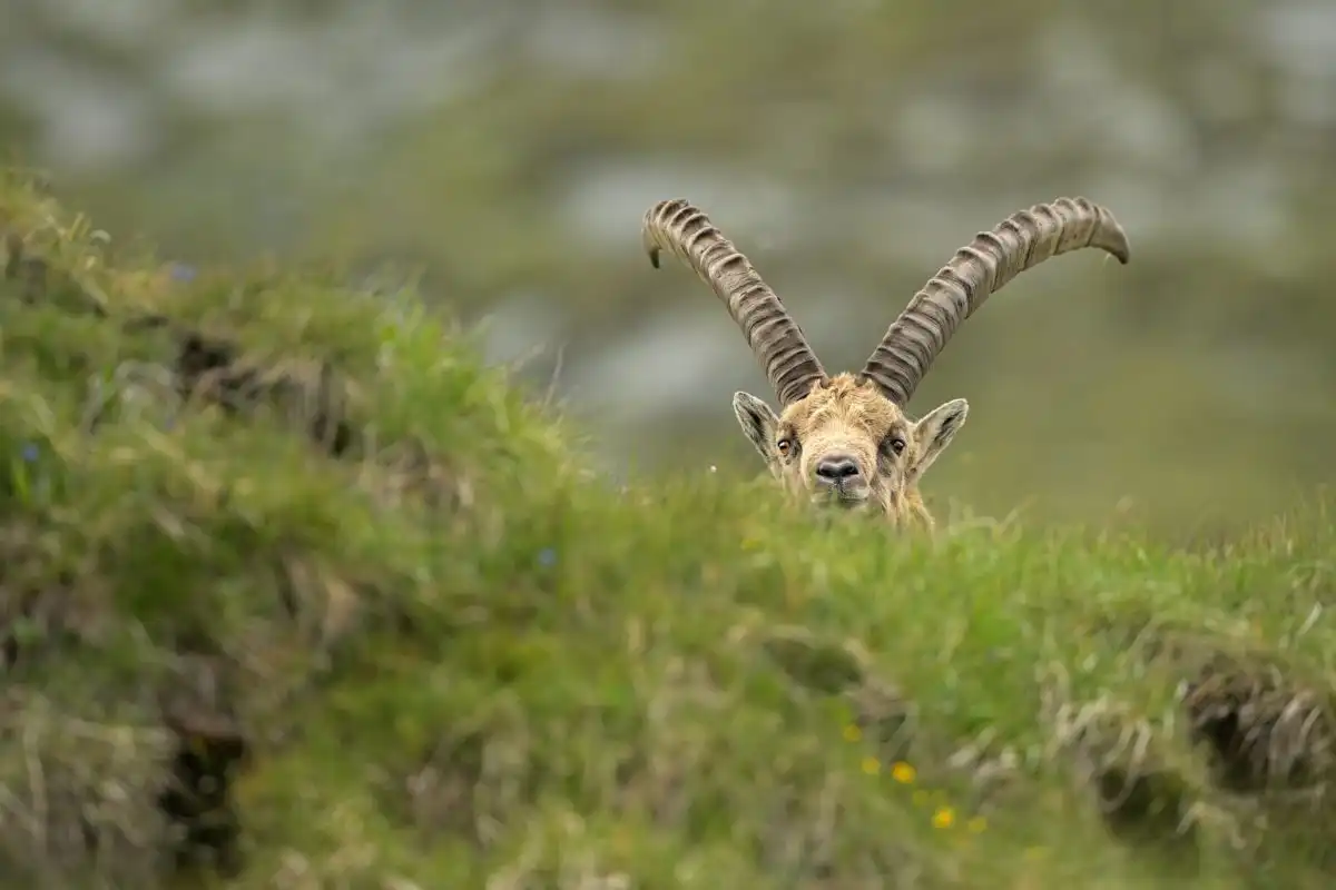 kozorožec alpský ( Capra ibex )