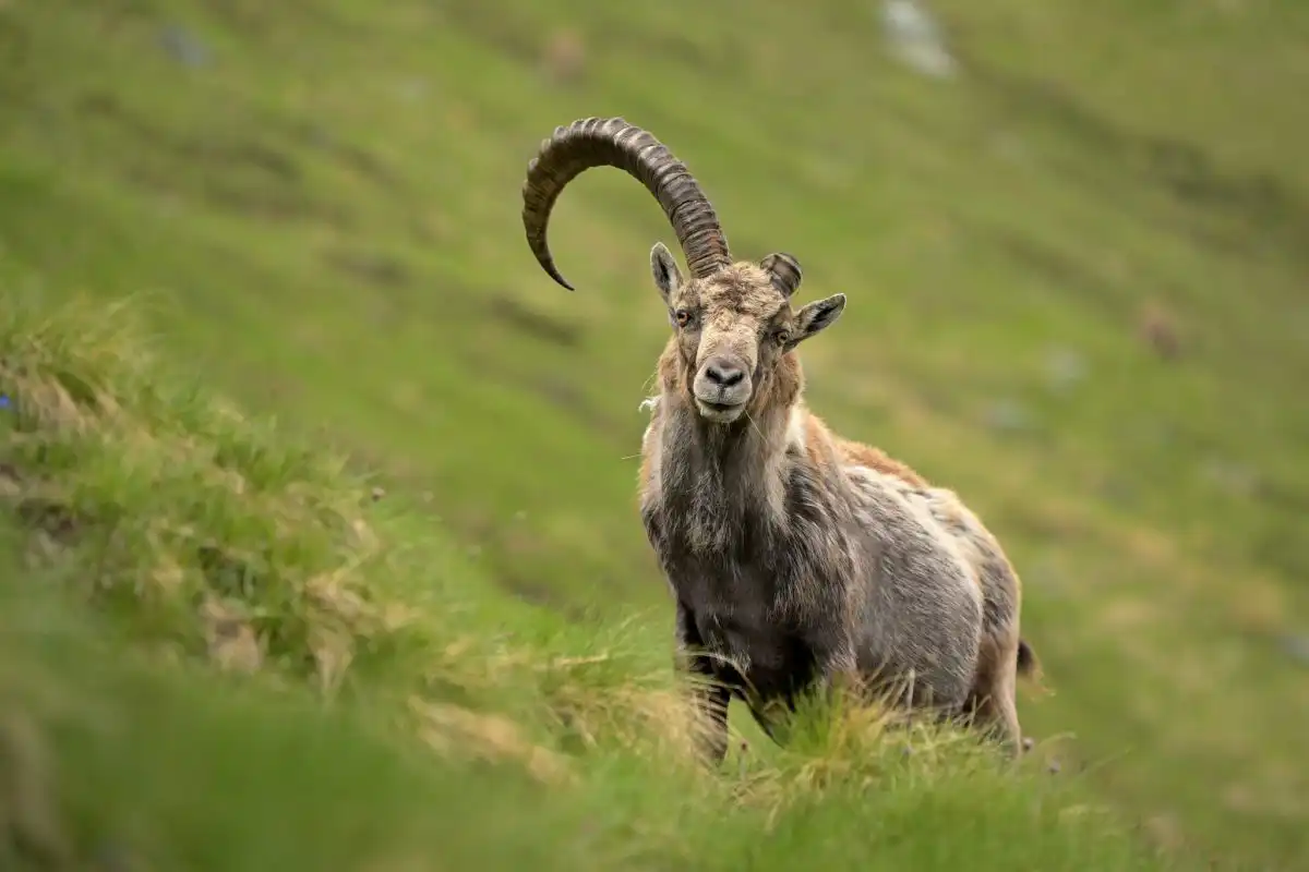 kozorožec alpský ( Capra ibex )