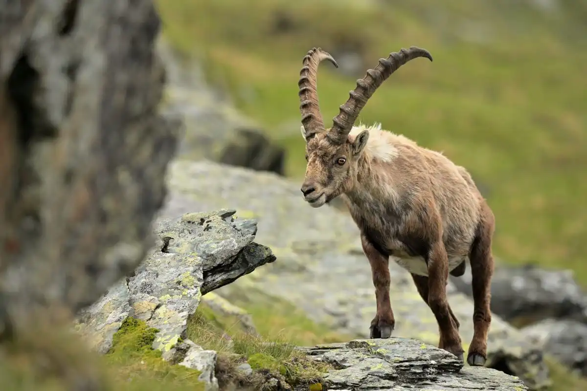 kozorožec alpský ( Capra ibex )