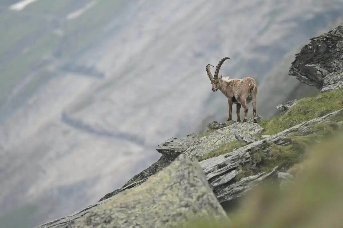 kozorožec alpský ( Capra ibex )