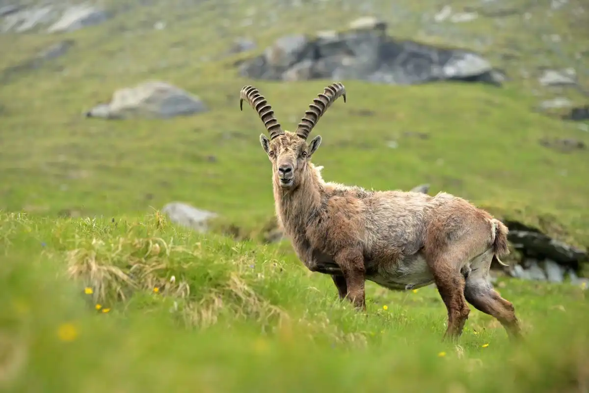 kozorožec alpský ( Capra ibex )