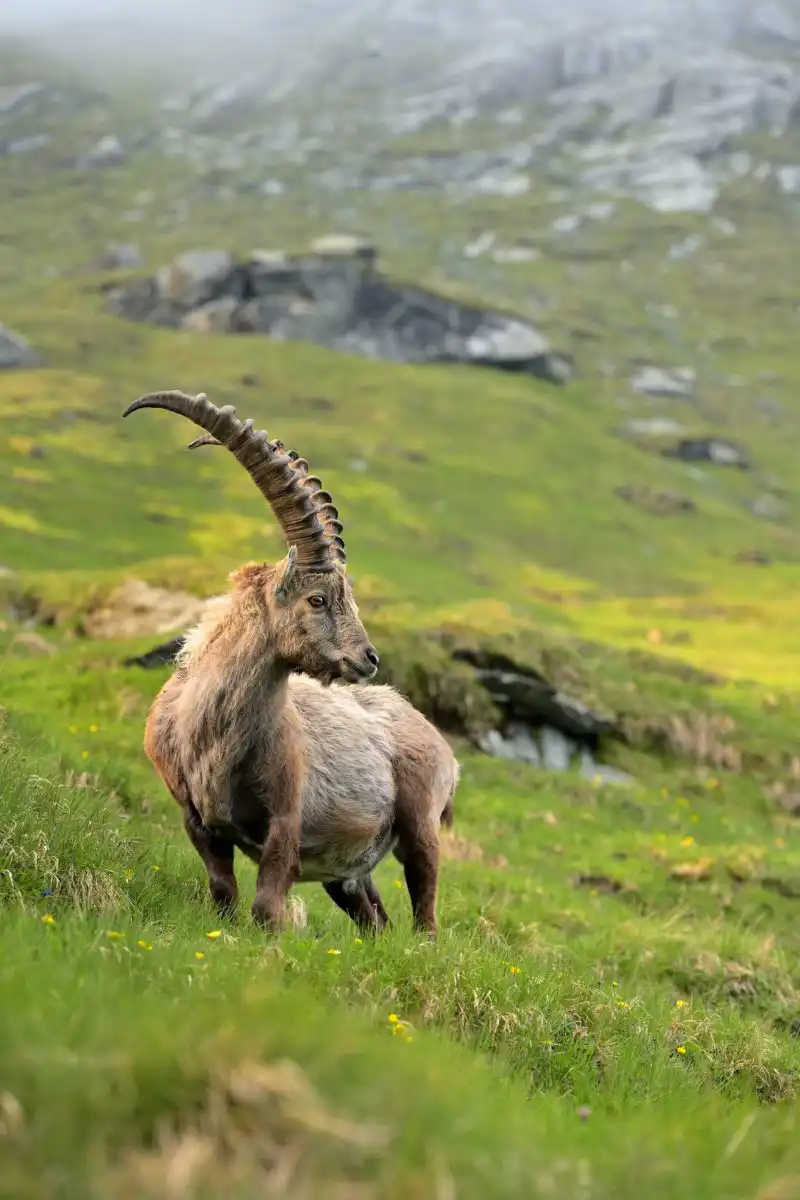 kozorožec alpský ( Capra ibex )