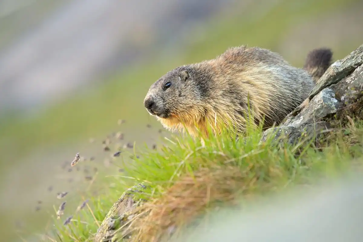 Svišť vrchovský (Marmota marmota )