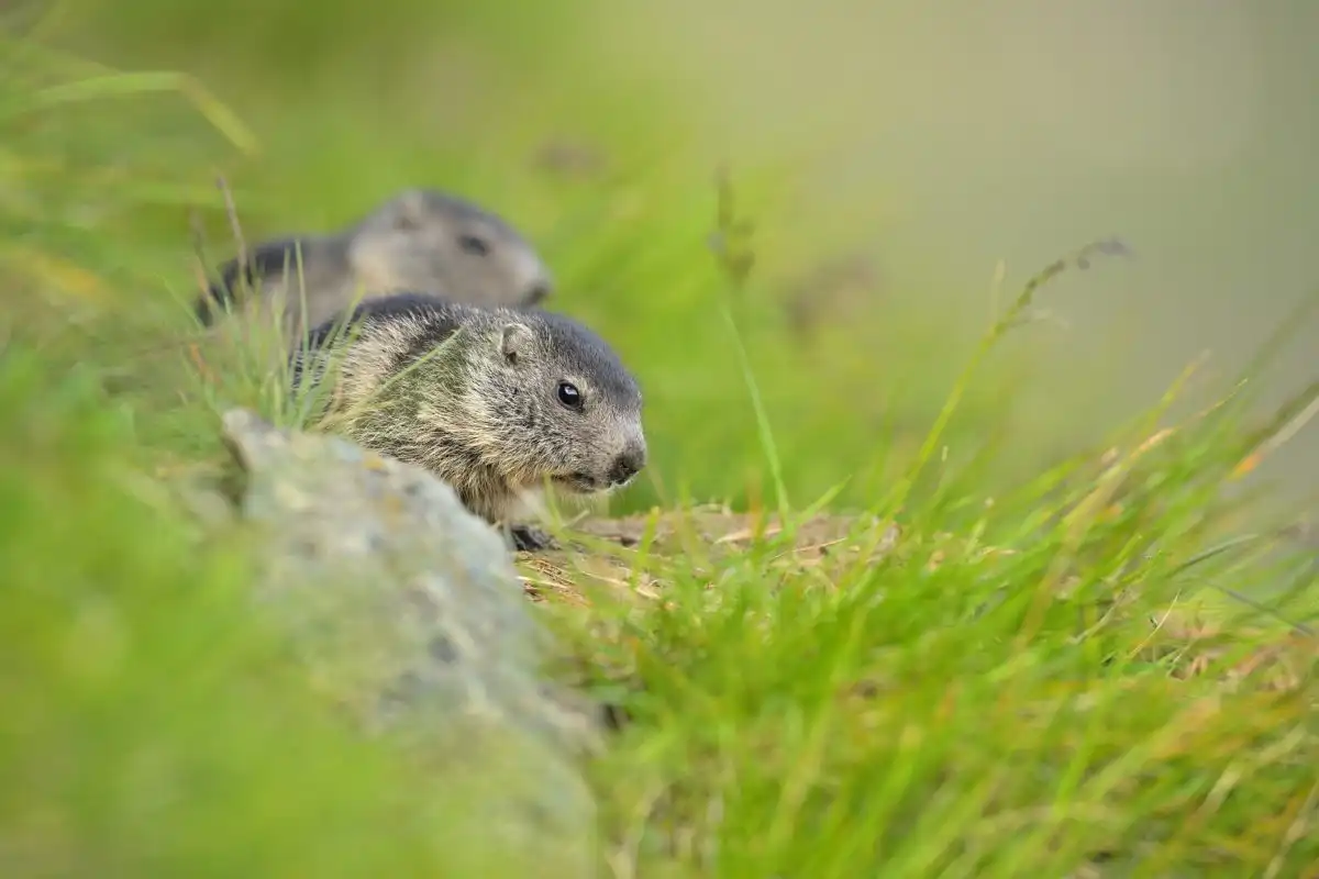 Svišť vrchovský (Marmota marmota )