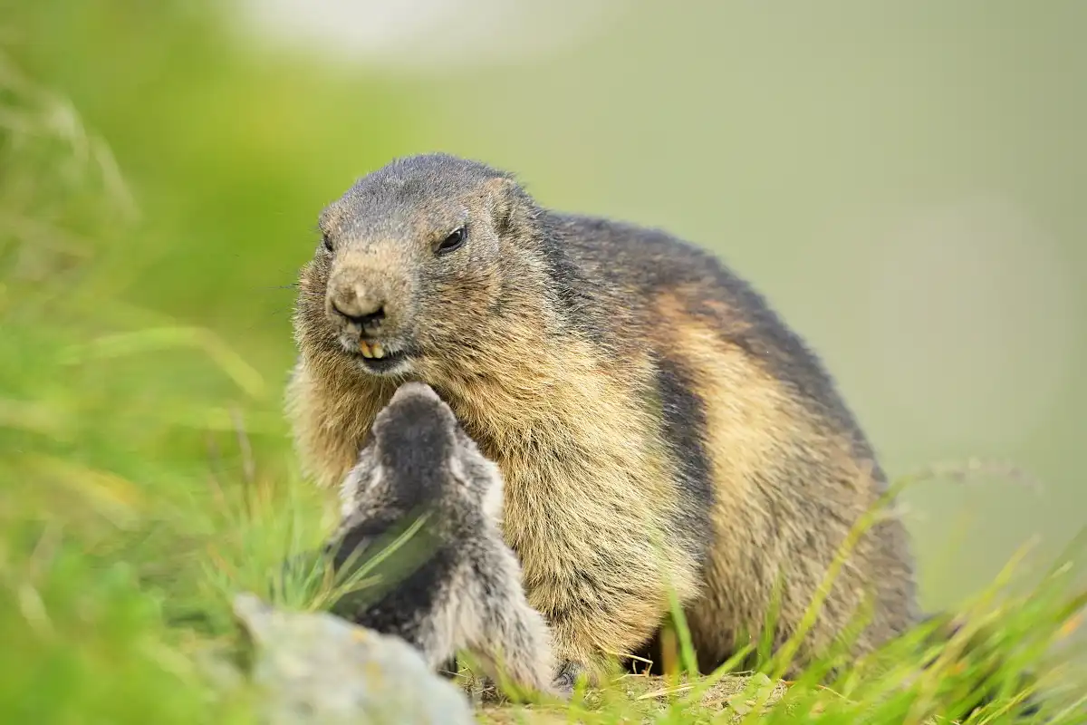Svišť vrchovský (Marmota marmota )