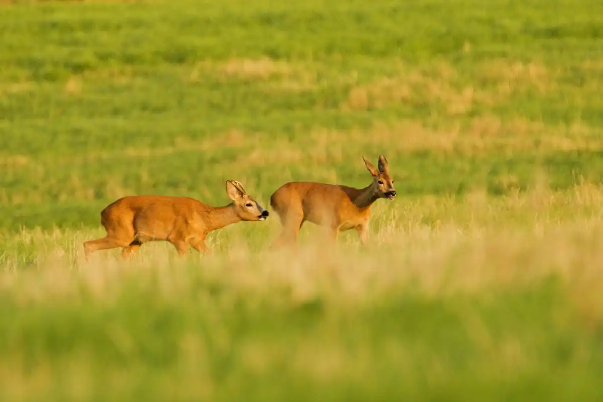 Srnec lesný (Capreolus capreolus)