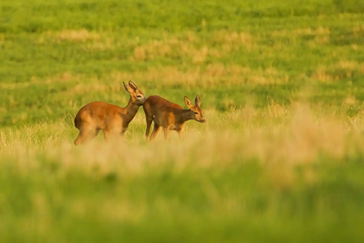 Srnec lesný (Capreolus capreolus)