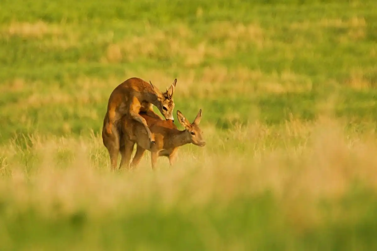 Srnec lesný ( Capreolus capreolus )