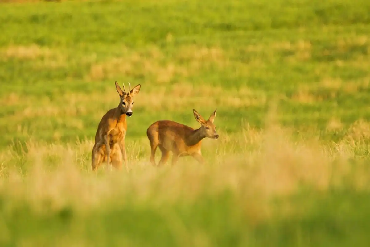 Srnec lesný ( Capreolus capreolus )