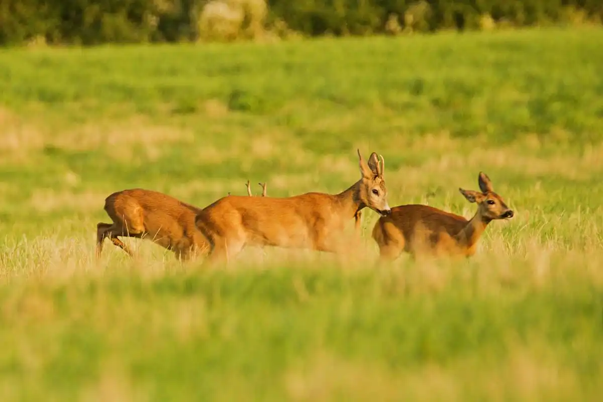 Srnec lesný ( Capreolus capreolus )