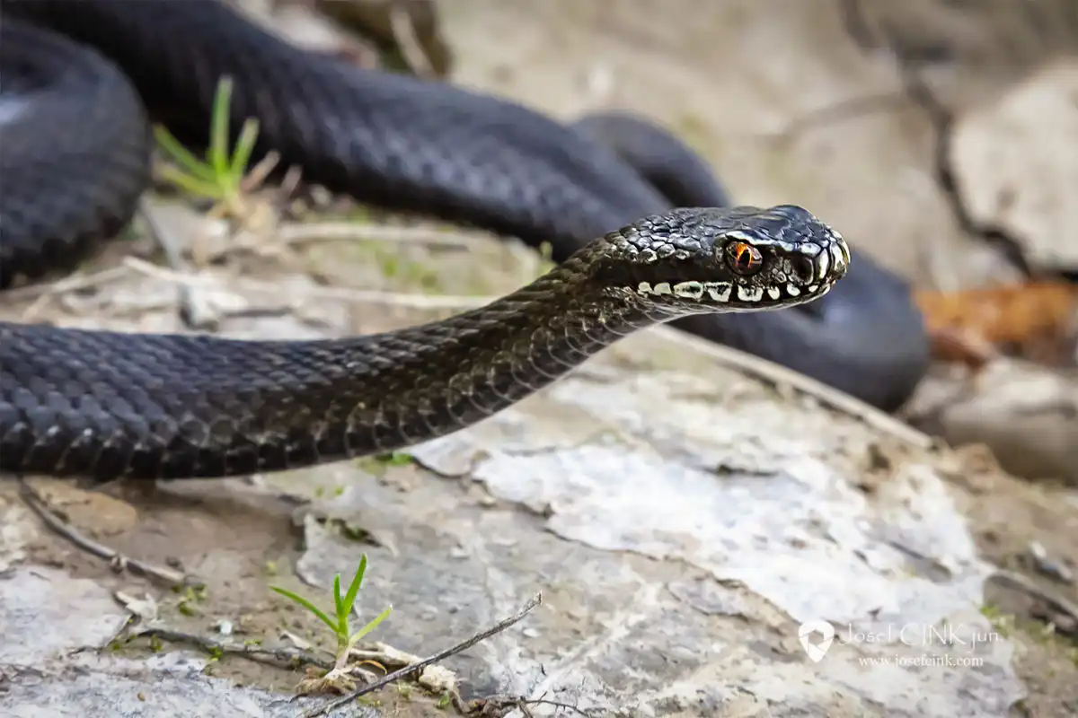 Zmije obecná (Vipera berus)