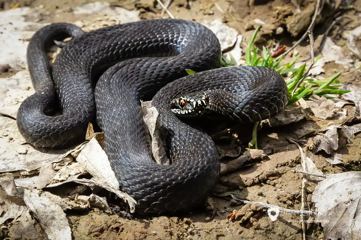 Zmije obecná (Vipera berus)