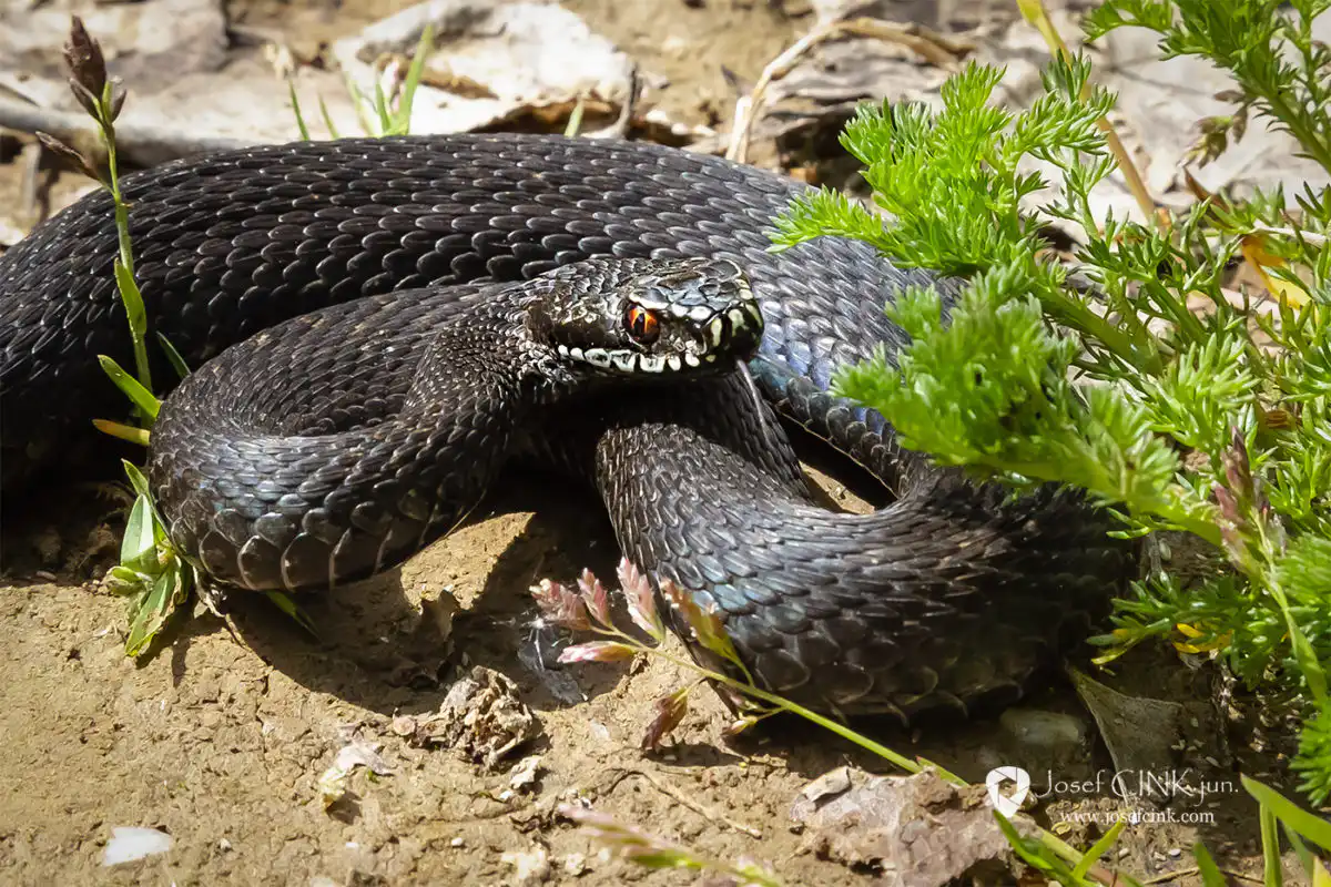 Zmije obecná (Vipera berus)