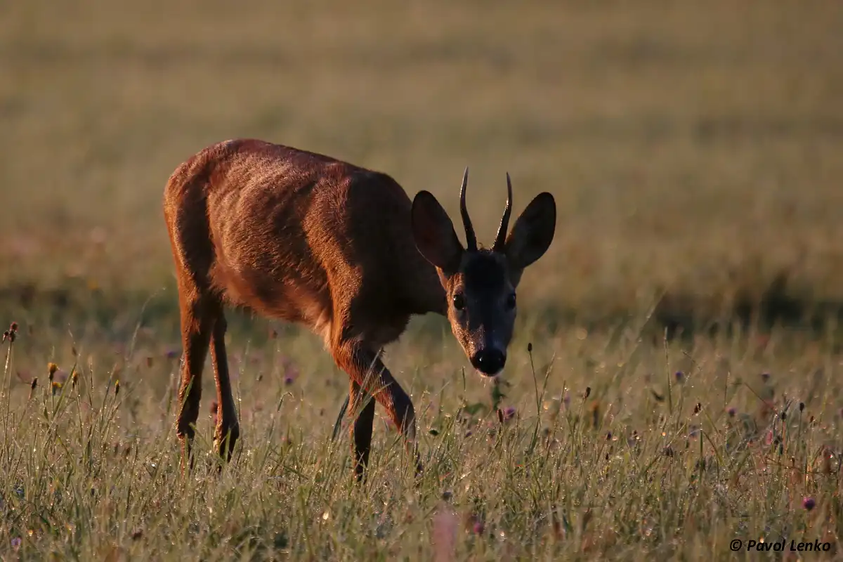 Srnec lesný (Capreolus capreolus)