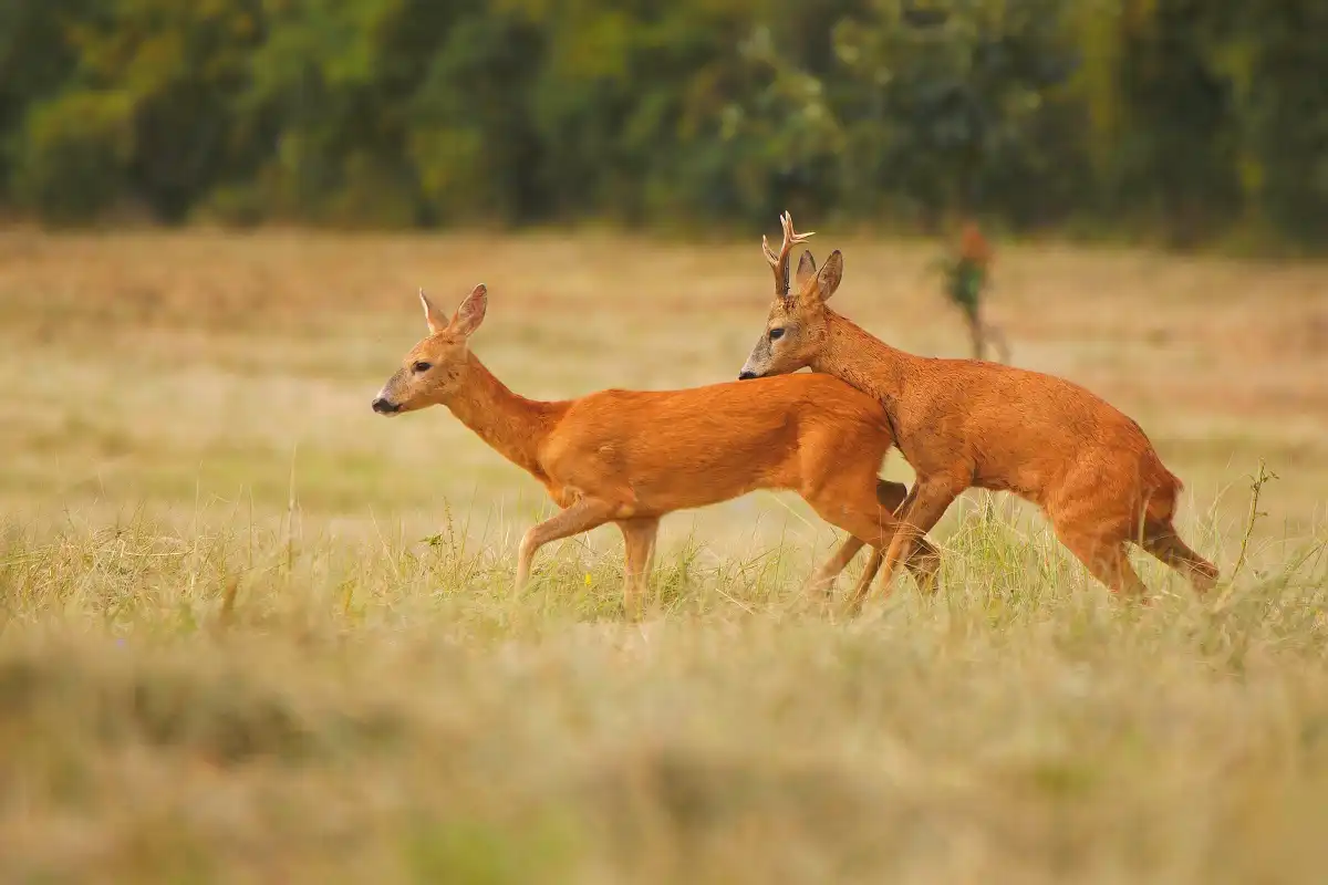 Srna so srncom pred párením