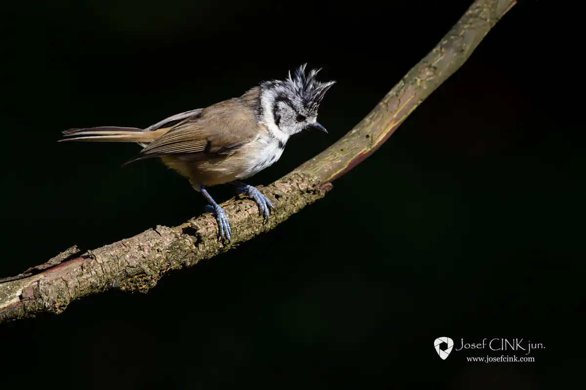 Sýkora parukářka (Lophophanes cristatus)