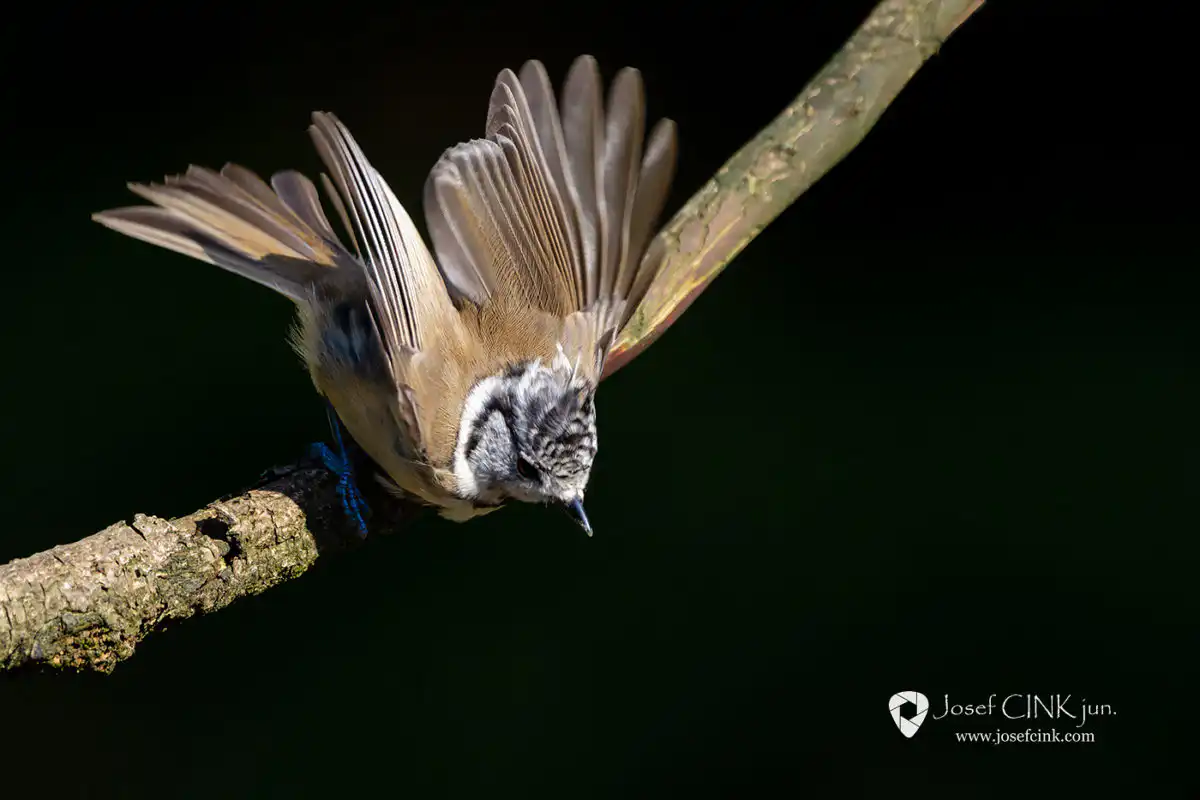 Sýkora parukářka (Lophophanes cristatus)