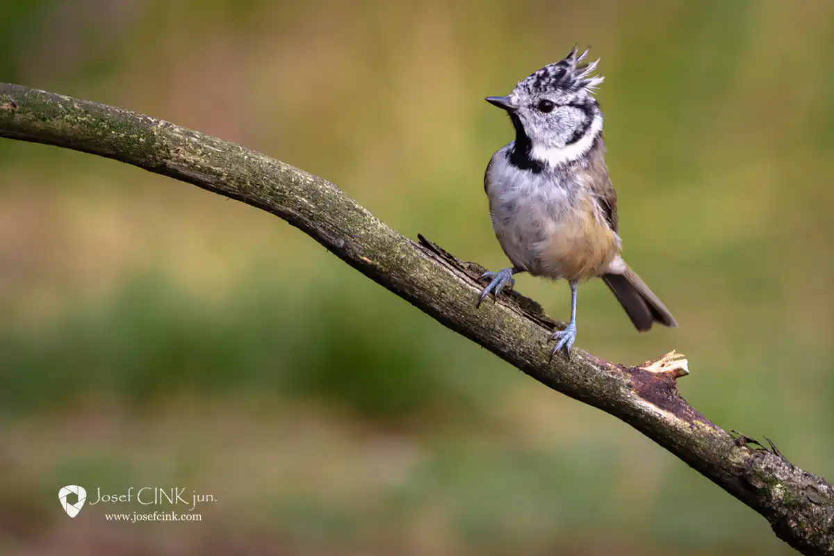 Sýkora parukářka (Lophophanes cristatus)
