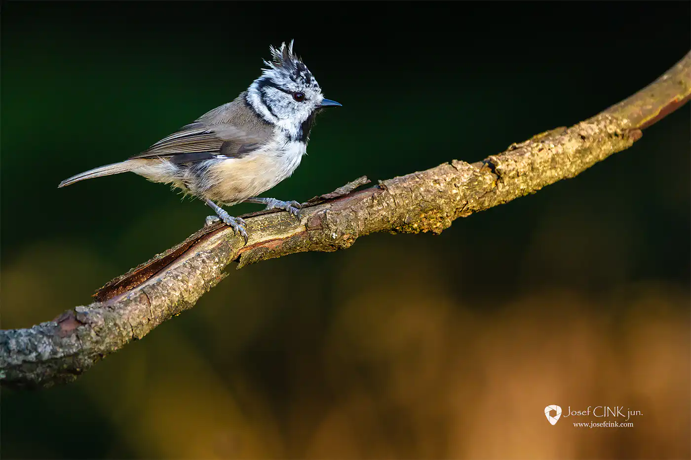 Sýkora parukářka (Lophophanes cristatus)