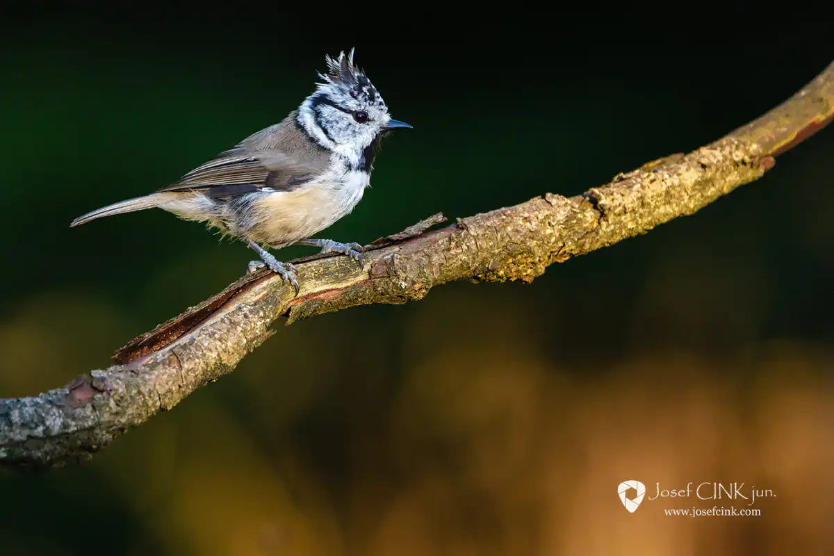 Sýkora parukářka (Lophophanes cristatus)