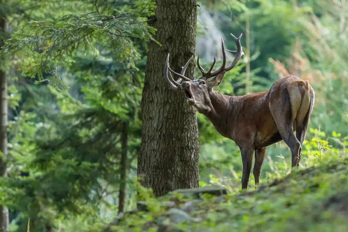 Jeleň lesný ( Cervus elaphus )