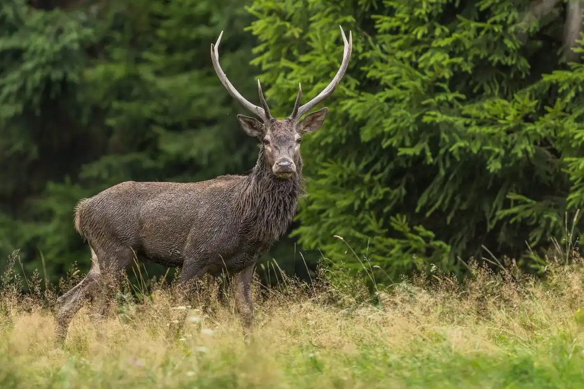 Jeleň lesný ( Cervus elaphus )