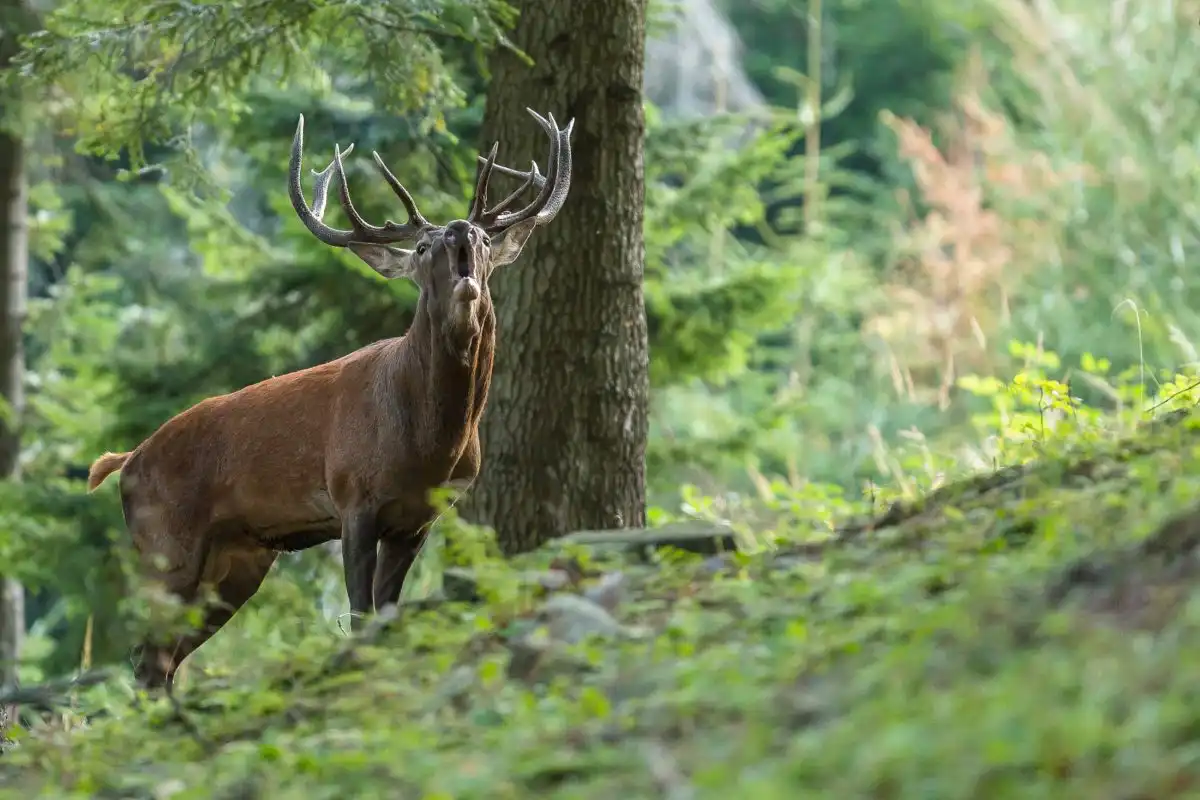 Jeleň lesný ( Cervus elaphus )
