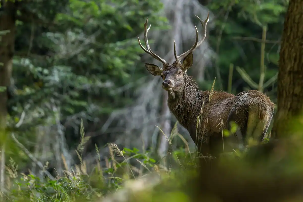 Jeleň lesný ( Cervus elaphus )