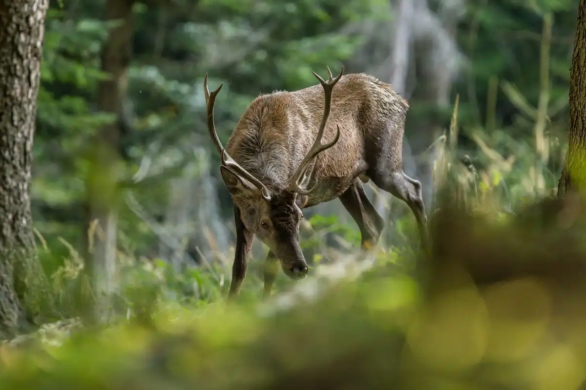 Jeleň lesný ( Cervus elaphus )