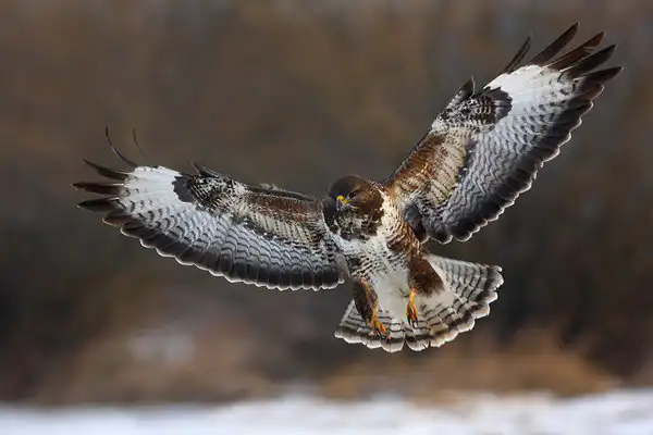 Myšiak lesný (Buteo buteo)