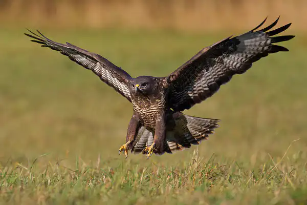 Myšiak lesný (Buteo buteo)