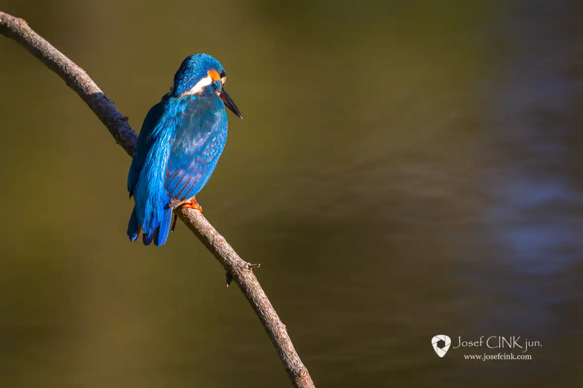 Ledňáček říční (Alcedo atthis)
