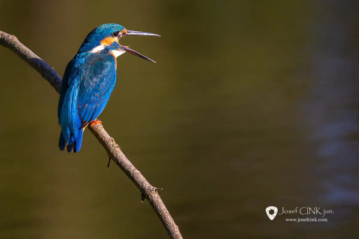 Ledňáček říční (Alcedo atthis)