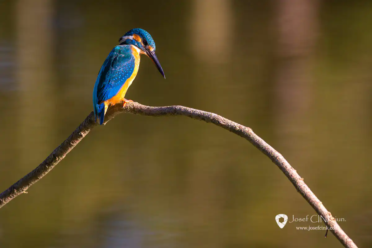 Ledňáček říční (Alcedo atthis)