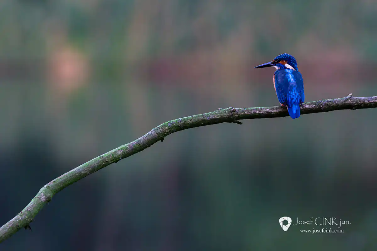 Ledňáček říční (Alcedo atthis)