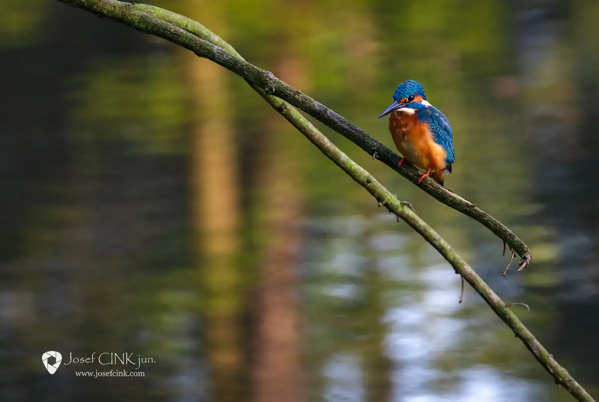Ledňáček říční (Alcedo atthis)