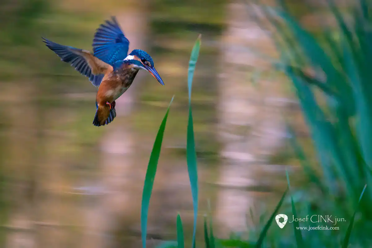 Ledňáček říční (Alcedo atthis)