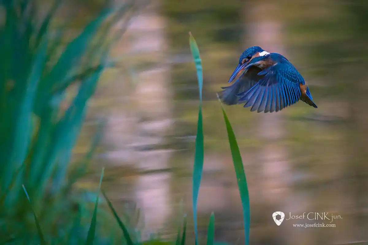 Ledňáček říční (Alcedo atthis)