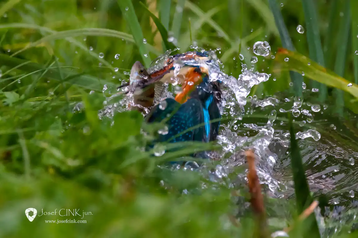 Ledňáček říční (Alcedo atthis)