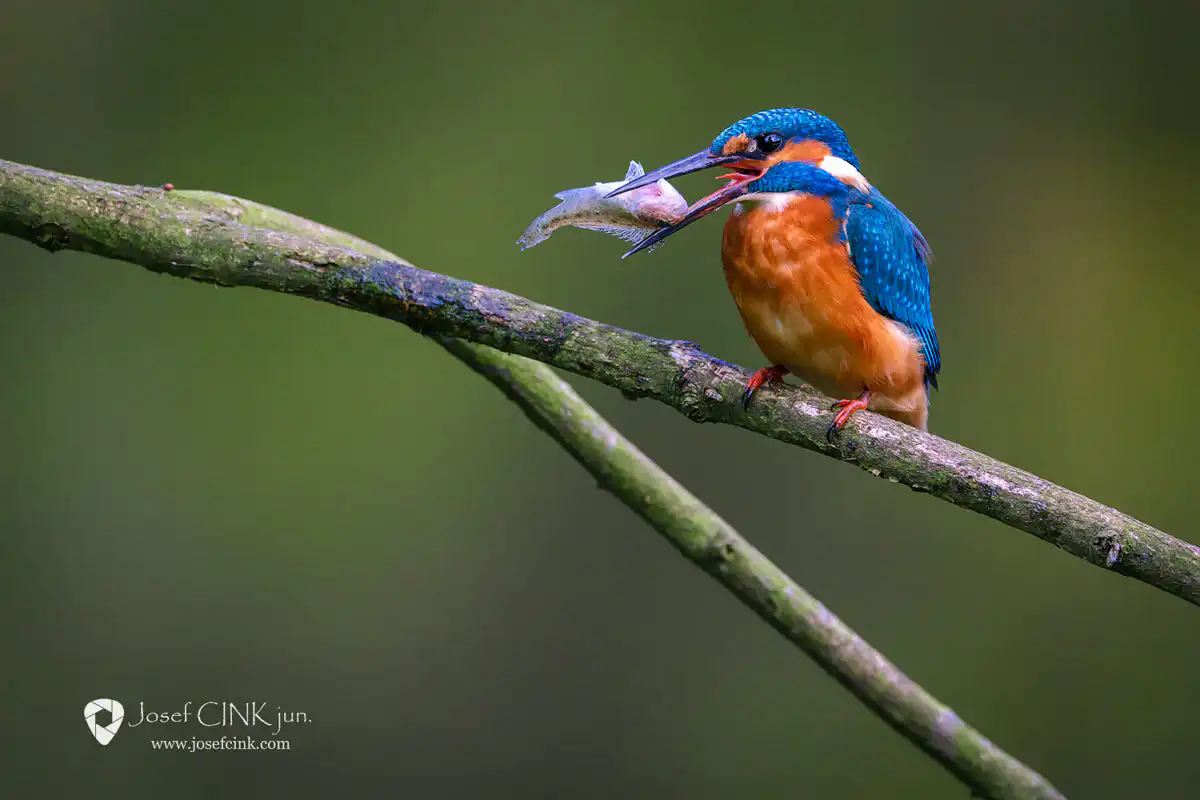 Ledňáček říční (Alcedo atthis)