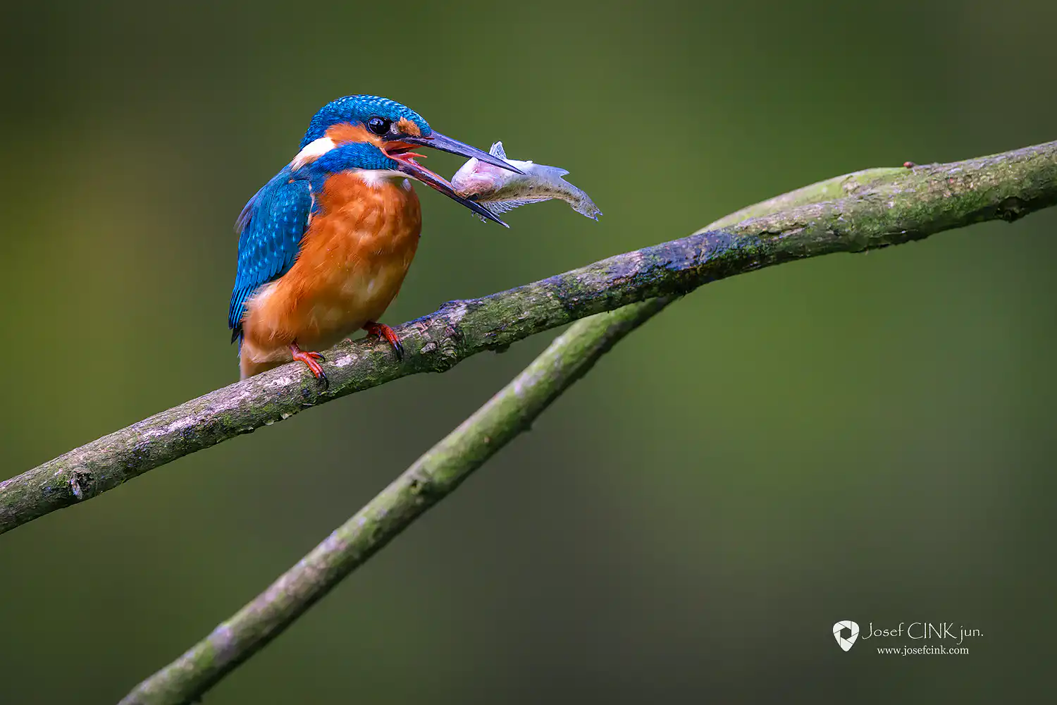 Ledňáček říční (Alcedo atthis)