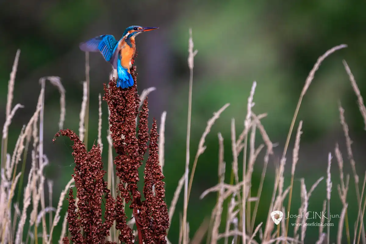 Ledňáček říční (Alcedo atthis)