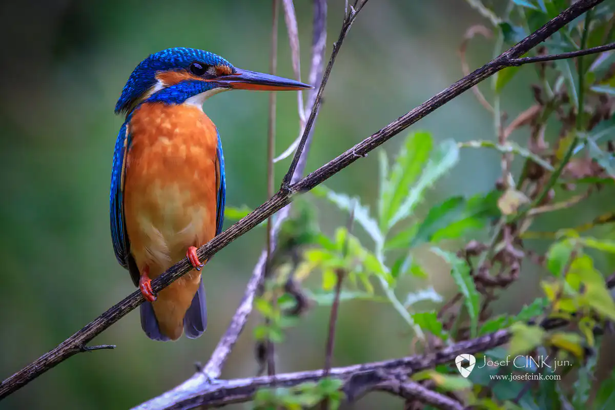 Ledňáček říční (Alcedo atthis)