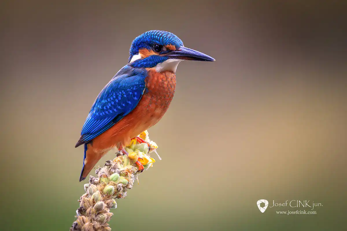 Ledňáček říční (Alcedo atthis)
