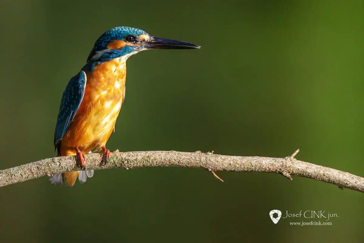 Ledňáček říční (Alcedo atthis)