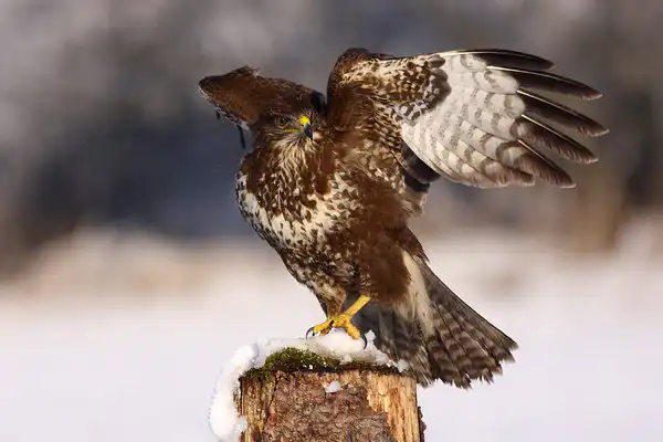 Myšiak lesný (Buteo buteo)