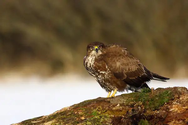 Myšiak lesný (Buteo buteo)